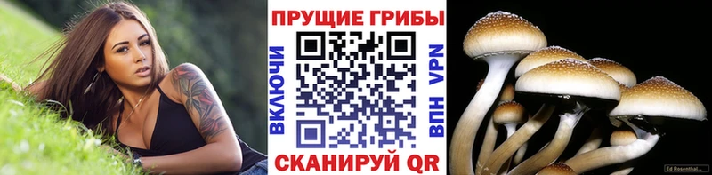 наркошоп  Солигалич  Псилоцибиновые грибы прущие грибы 